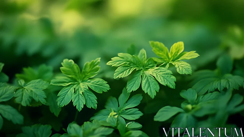 Emerald forest floor leaves bask in soft morning greenlight.