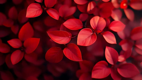 Macro study of scarlet elliptical foliage with shallow depth