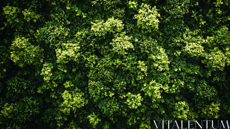 Overhead view of dense emerald foliage canopy texture.