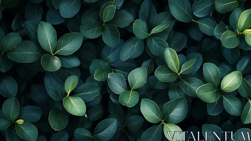 Moody botanical close-up isolates glossy ovate foliage