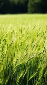 Shallow depth-of-field study isolates sunlit barley spikes in field