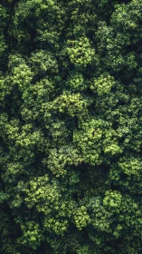 Dense Forest Canopy View from Above Reveals Layered Texture