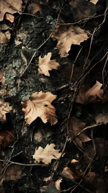 Dry fallen leaves and thin branches on dark forest soil.