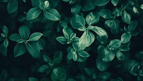 Emerald basil leaves form dense abstract foliage pattern