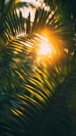 Backlit palm fronds with golden tropical sunset glow.
