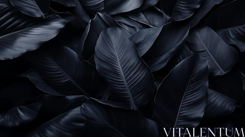 Midnight banana leaves form layered monochrome canopy.