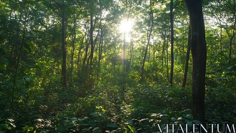 Radiant forest canopy with sunlit clearing.