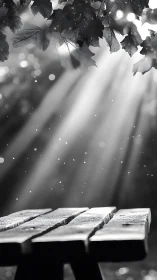 Sunbeams rehearse quietly above a forgotten forest table