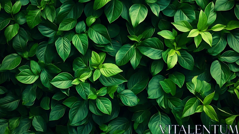 Dense green leaf foliage background in vivid detail.