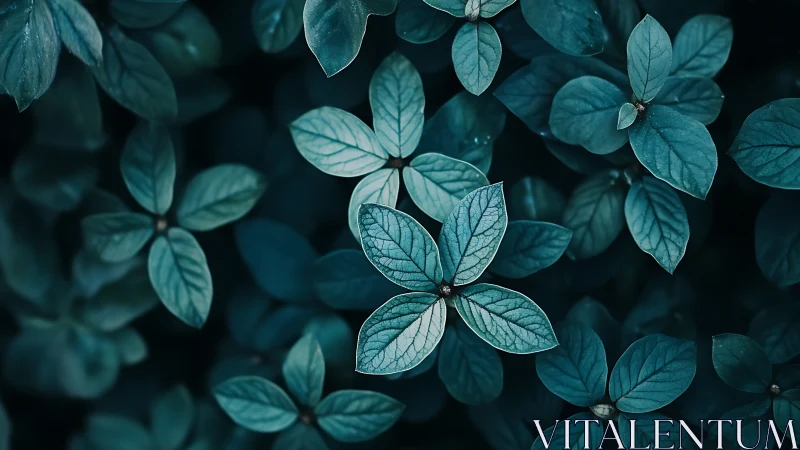 Teal-toned leafy ground cover with layered foliage pattern.