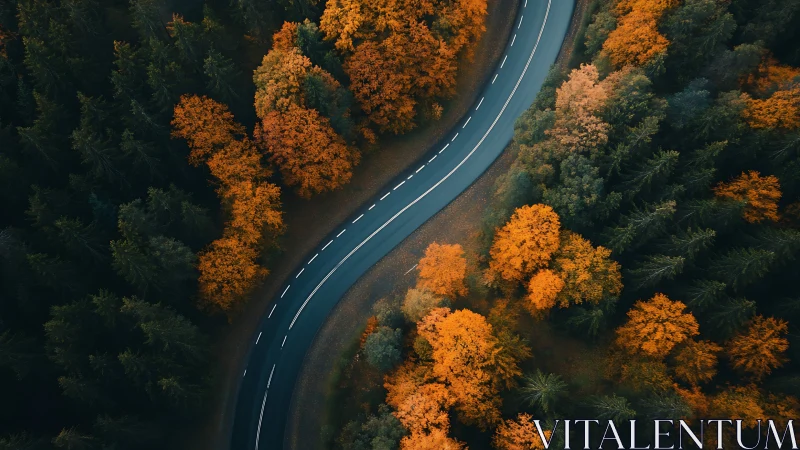 Road Ribbons Through Autumn's Chromatic Dance.
