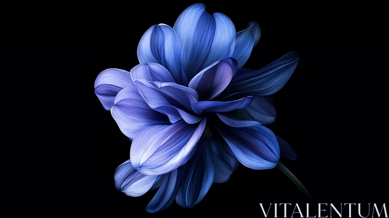 Blue Peony Blossom Against Black Background.