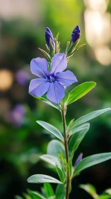 Purple Flower Buds Opening. Delicate Petals Unfold.