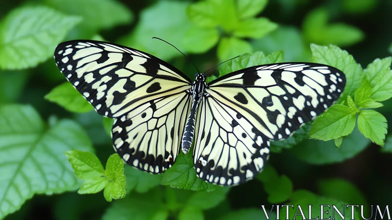 Black and white butterfly rests on vivid green foliage