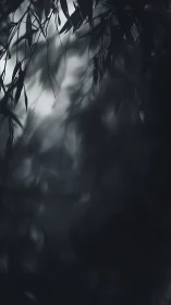 Dark out of focus foliage with soft blurred bokeh tones.