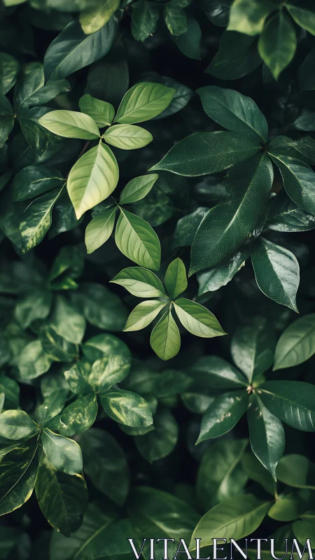 Close view of layered green foliage and glossy leaves.