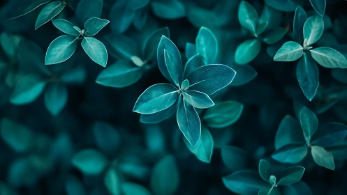 Teal-toned foliage cluster under soft diffused lighting.