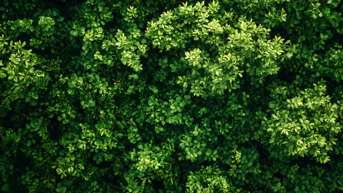 Dense Green Foliage Canopy with Luminous Yellow-Green Leaf Clusters