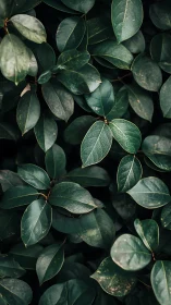 Dense cluster of dark green leaves fills the full frame