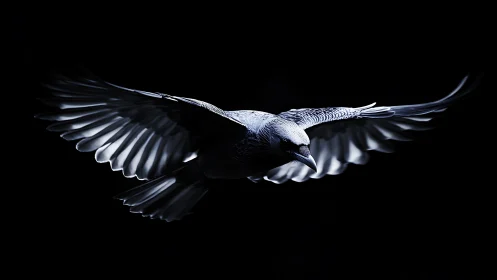 Dramatic close-up of flying bird with spread wings in dark lighting.