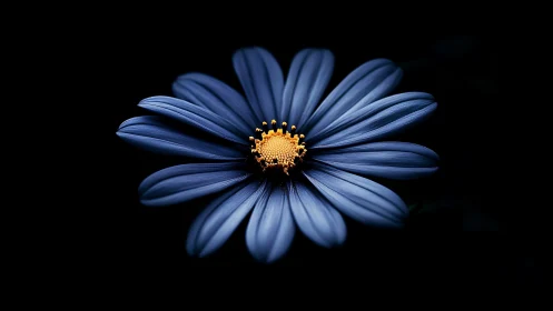 Blue Daisy with Golden Center on Black Background.