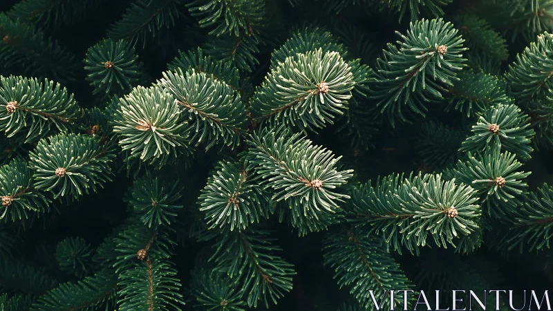 Dense evergreen conifer needles display radial whorls and fine texture