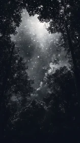 Monochrome forest canopy frames a luminous star-dense night sky