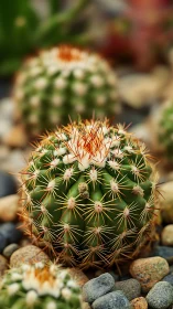 Spiny round cactus rests among smooth desert pebbles.