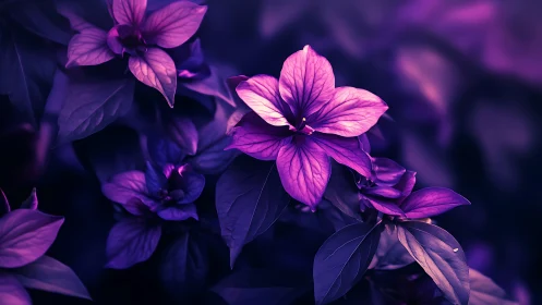 Magenta Blossoms Against Deep Violet Night.