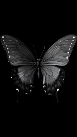 Black butterfly shown centered on solid black background