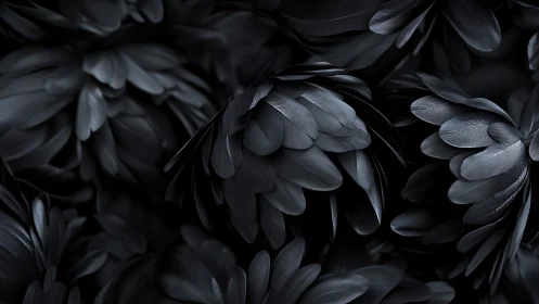 Nocturne of layered black feathers in velvety bloom.