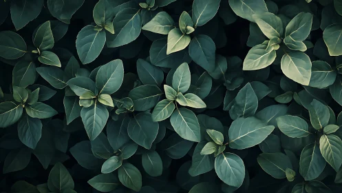 Dense overhead view shows layered green foliage leaves