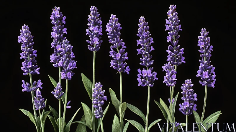 Purple Lavender Spikes Against Black Background.