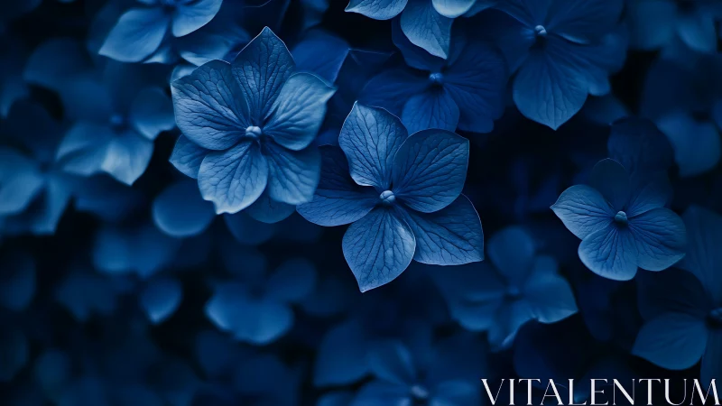 Deep Blue Hydrangea Cluster: Ethereal Botanical Study in Monochromatic Tones.