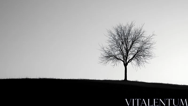 Quiet hillside tree holding stillness in soft grayscale glow.