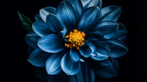 Blue Dahlia Flower Detailed Close-Up Shot