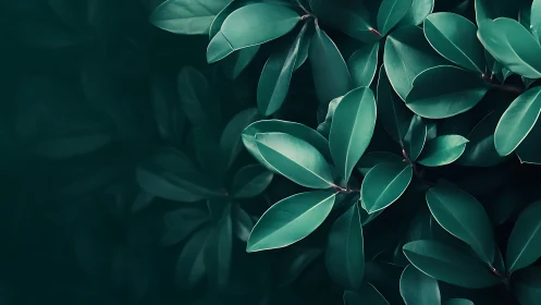 Glossy green foliage forms a low-key monochromatic botanical study