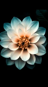 Luminous Dahlia with Radiant Gradient Core and Translucent Petals