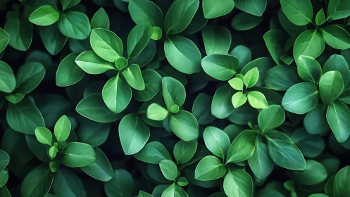 Dense cluster of glossy green leaves fills the entire frame