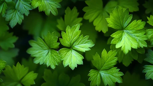 Macro botanical study of compound green leaves in soft focus
