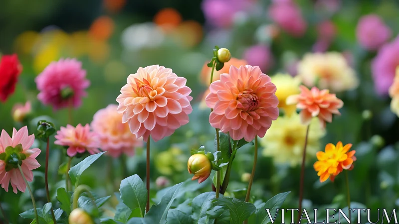 Vibrant Dahlia Garden in Full Bloom.