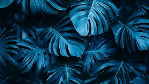 Deep teal monstera leaves glow in dramatic low light.