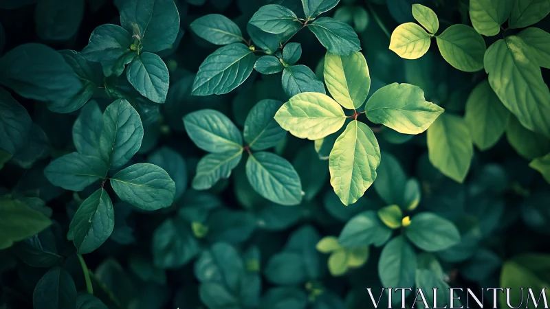 Gentle green leaves glowing softly in peaceful shade.