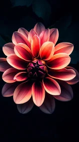 Rendered dahlia specimen with luminous petal gradients on dark background