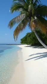 Tropical Paradise: Palm-Fringed Beach Bliss.