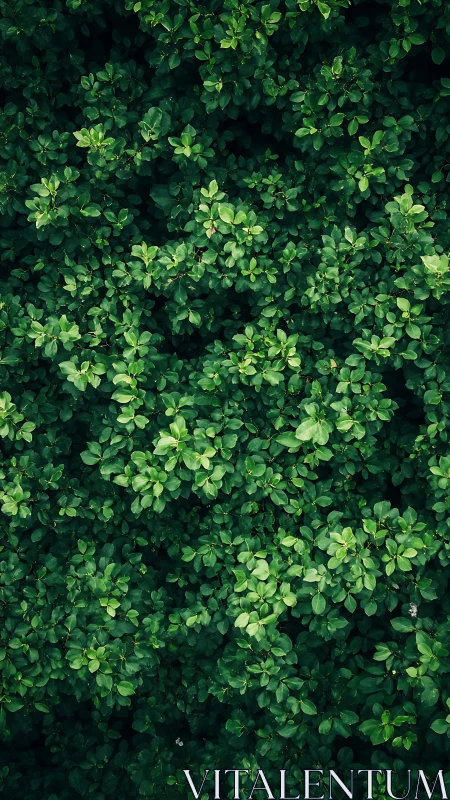 Gentle green leaf canopy inviting quiet moments of calm.