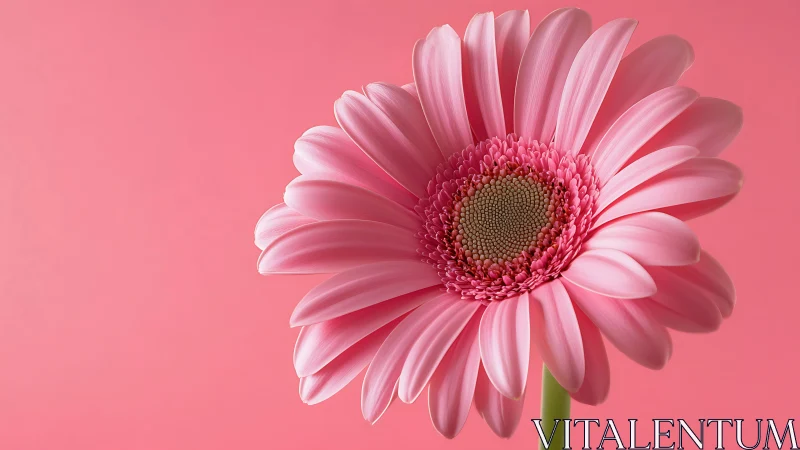 Pink Gerbera Daisy Against Solid Background.