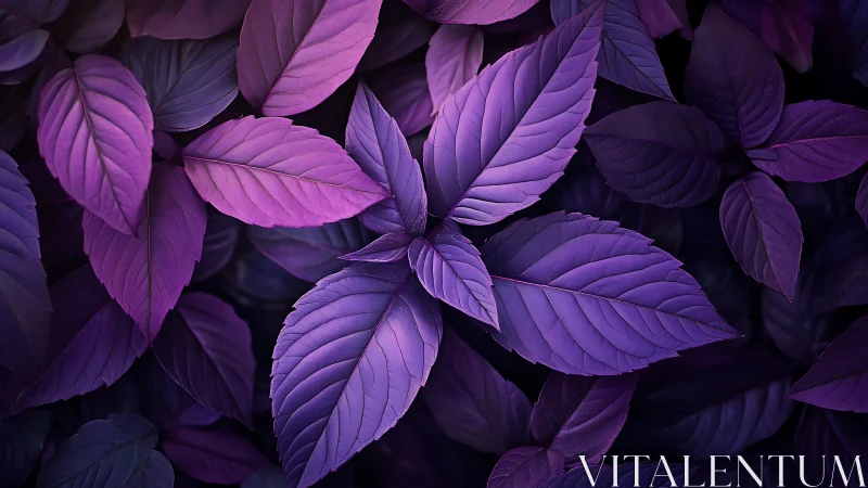 Purple and violet foliage fills frame with layered leaf textures