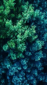 Vertical capture shows dense foliage with color gradation