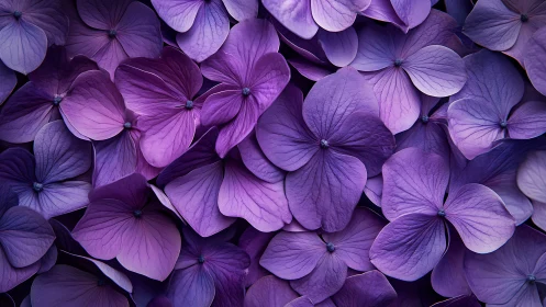 Purple Petals in Perfect Harmony: A Flower Garden Close-Up.
